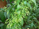 Cestrum parqui L'Her,green poison berry, Chilean cestrum, Cock’seggs,یاس شب
